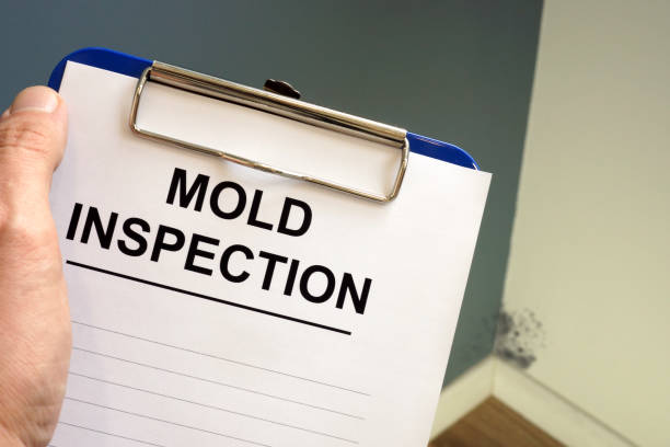 Mold Documentation for Insurance Claims in Noank, CT